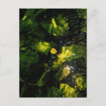 Moody Yellow Water Lily in sparkling light