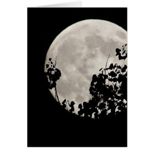 Moon behind dark leaves
