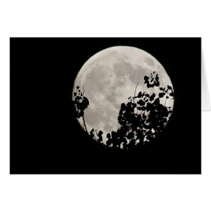 Moon behind dark leaves
