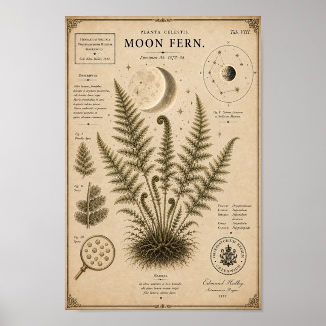 Moon Fern Victorian Botanical Museum Print (Front)