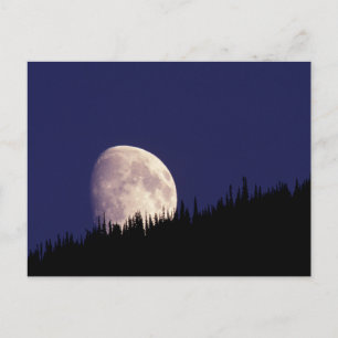 Moon & Forest   Glacier National Park Montana Postcard
