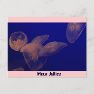 Moon Jellfish, Moon Jellies Postcard