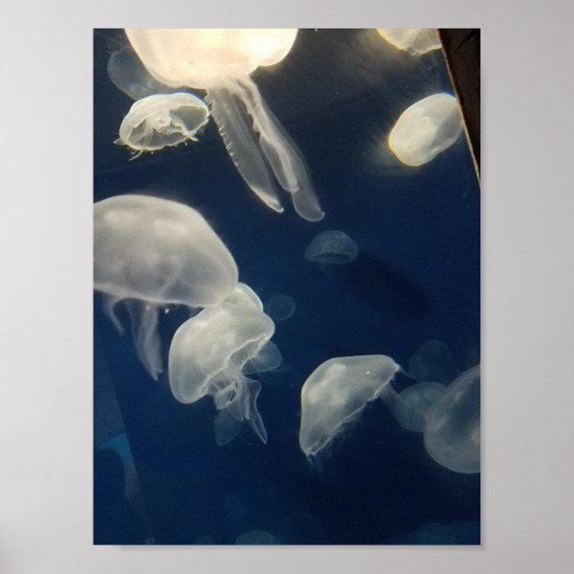 Moon Jellies Poster (Front)