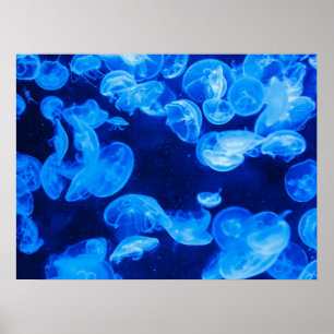 Moon Jelly Fish Poster