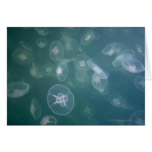 Moon jellyfish (Front Horizontal)