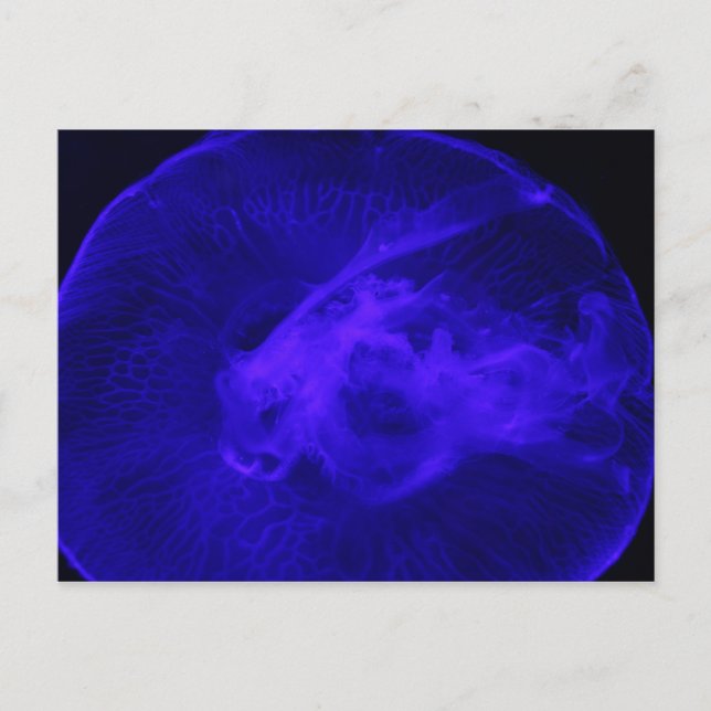 Moon Jellyfish # 32 Postcard (Front)
