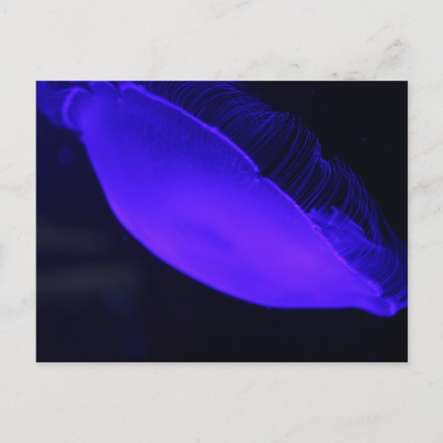 Moon Jellyfish # 5 Postcard (Front)