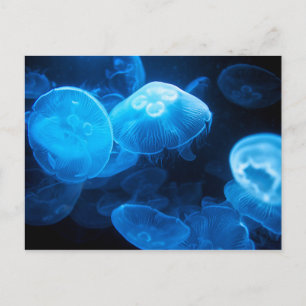 Moon Jellyfish (Aurelia Aurita) Postcard