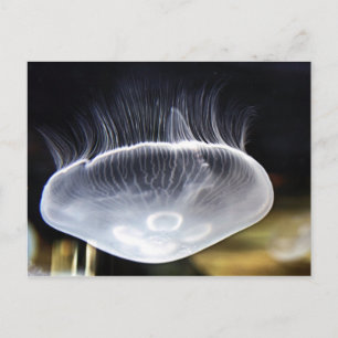 Moon Jellyfish Postcard