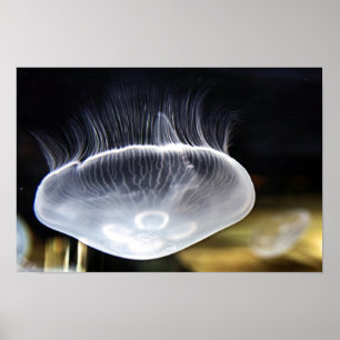 Moon Jellyfish Poster