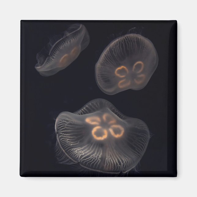 Moon Jellyfish Swimming Magnet (Front)