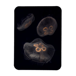Moon Jellyfish Swimming Magnet