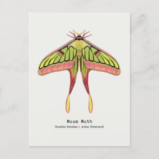 Moon moth postcard