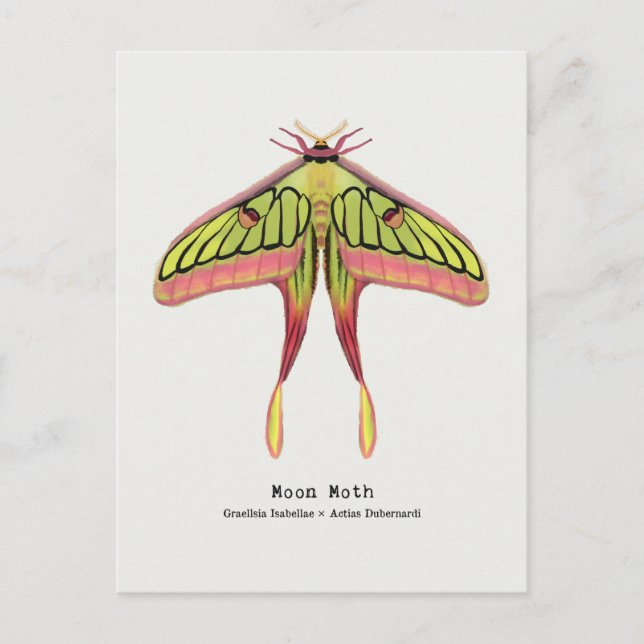 Moon moth postcard (Front)