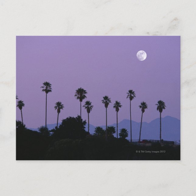 Moon over palm trees at dusk, Hollywood Postcard (Front)