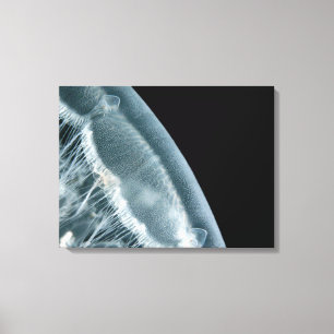 Moon Rise - Moon Jellyfish Canvas Print
