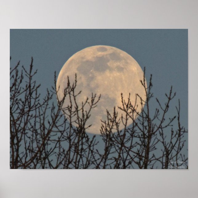 Moon Rising above the Trees Poster (Front)