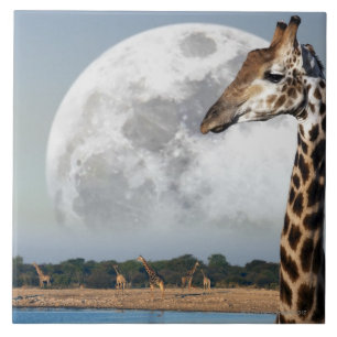 Moon rising over a group of Giraffe in Etosha Tile