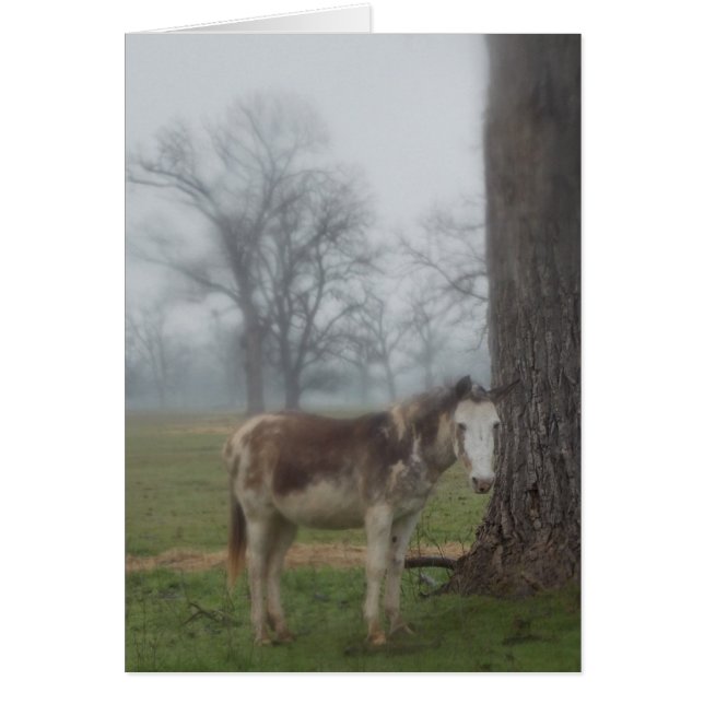 Moon River Ranch III (Front)