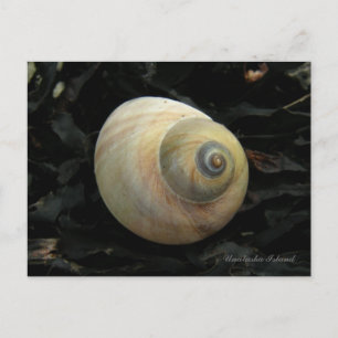 Moon Sea Snail Seashell, Unalaska Island Postcard