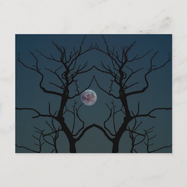 Moonlight Tree Silhouette Postcard (Front)