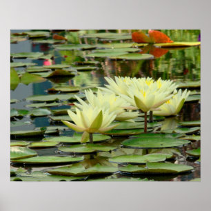 Moonlight Yellow Lotus Blossoms & Lily Pads Poster