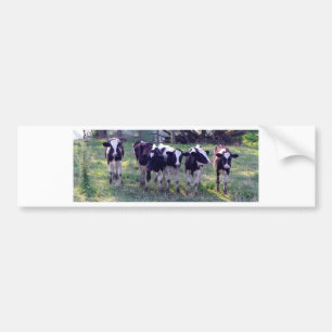 Moooooo Bumper Sticker