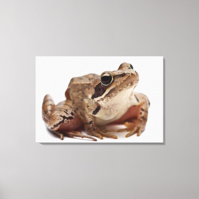 Moor Frog - Rana arvalis Canvas Print (Front)