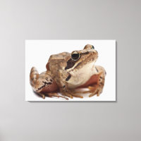 Moor Frog - Rana arvalis