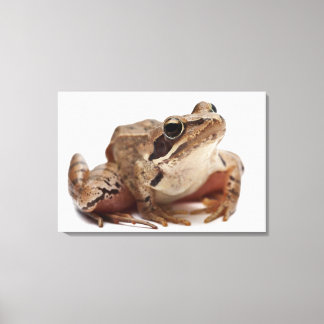 Moor Frog - Rana arvalis Canvas Print
