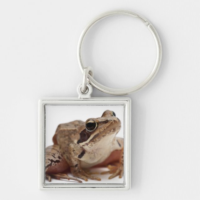 Moor Frog - Rana arvalis Key Ring (Front)