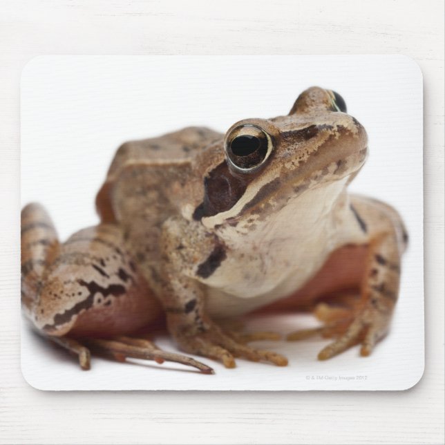 Moor Frog - Rana arvalis Mouse Pad (Front)