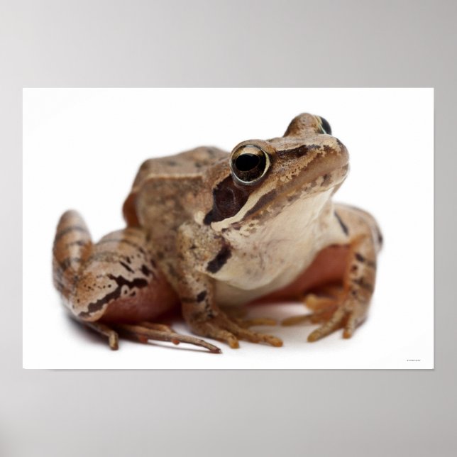 Moor Frog - Rana arvalis Poster (Front)