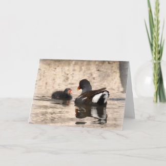 Moorhen and Chick Card