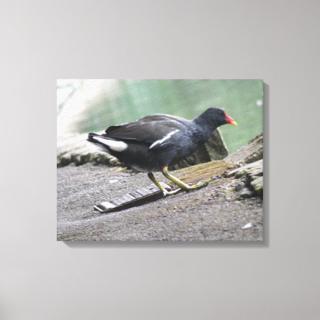 Moorhen Canvas Print (Front)