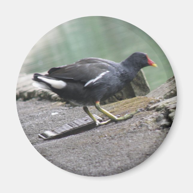 Moorhen Magnet (Front)