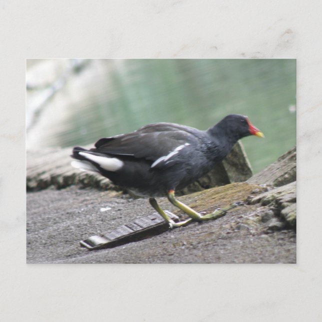 Moorhen Postcard (Front)
