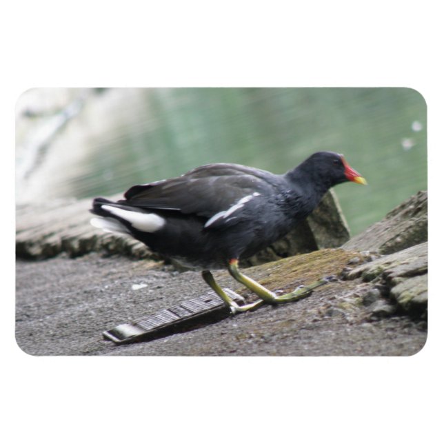 Moorhen Premium Magnet (Horizontal)