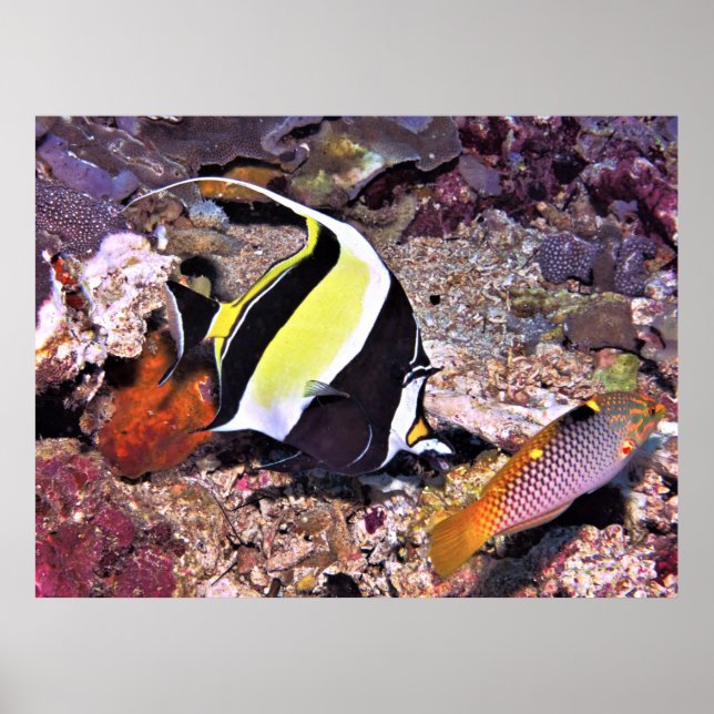 Moorish Idol and Wrasse Poster (Front)