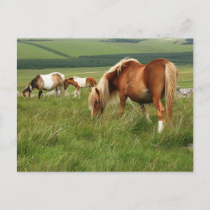 Moorland Ponies on Bodmin Moor Postcard
