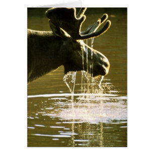 Moose