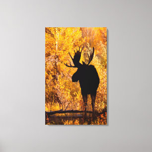 Moose (Alces Alces) Bull In Golden Willows 2 Canvas Print