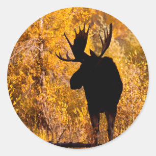 Moose (Alces Alces) Bull In Golden Willows 2 Classic Round Sticker