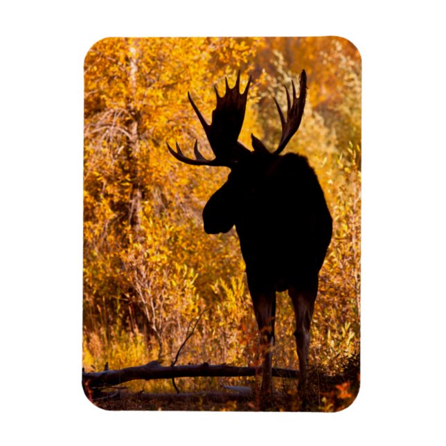 Moose (Alces Alces) Bull In Golden Willows 2 Magnet (Vertical)