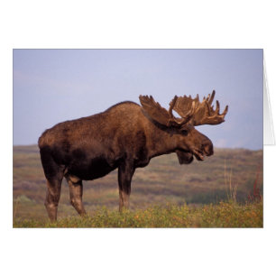 moose, Alces alces, bull with large antlers