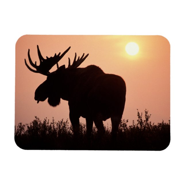 moose, Alces alces, bull with large antlers, Magnet (Horizontal)