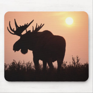 moose, Alces alces, bull with large antlers, Mouse Pad