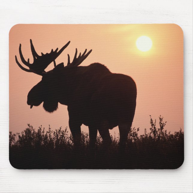moose, Alces alces, bull with large antlers, Mouse Pad (Front)