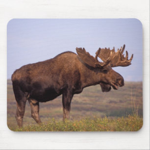 moose, Alces alces, bull with large antlers Mouse Pad
