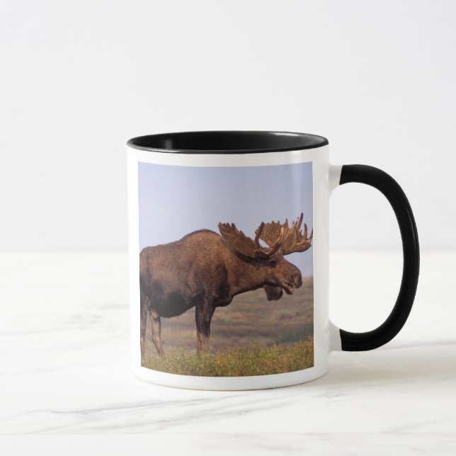 moose, Alces alces, bull with large antlers Mug (Right)